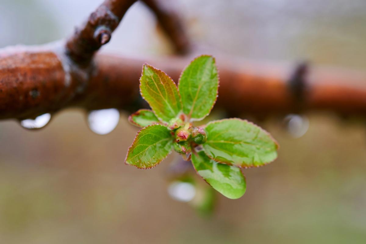 8 квітня погода в Києві остаточно зіпсується