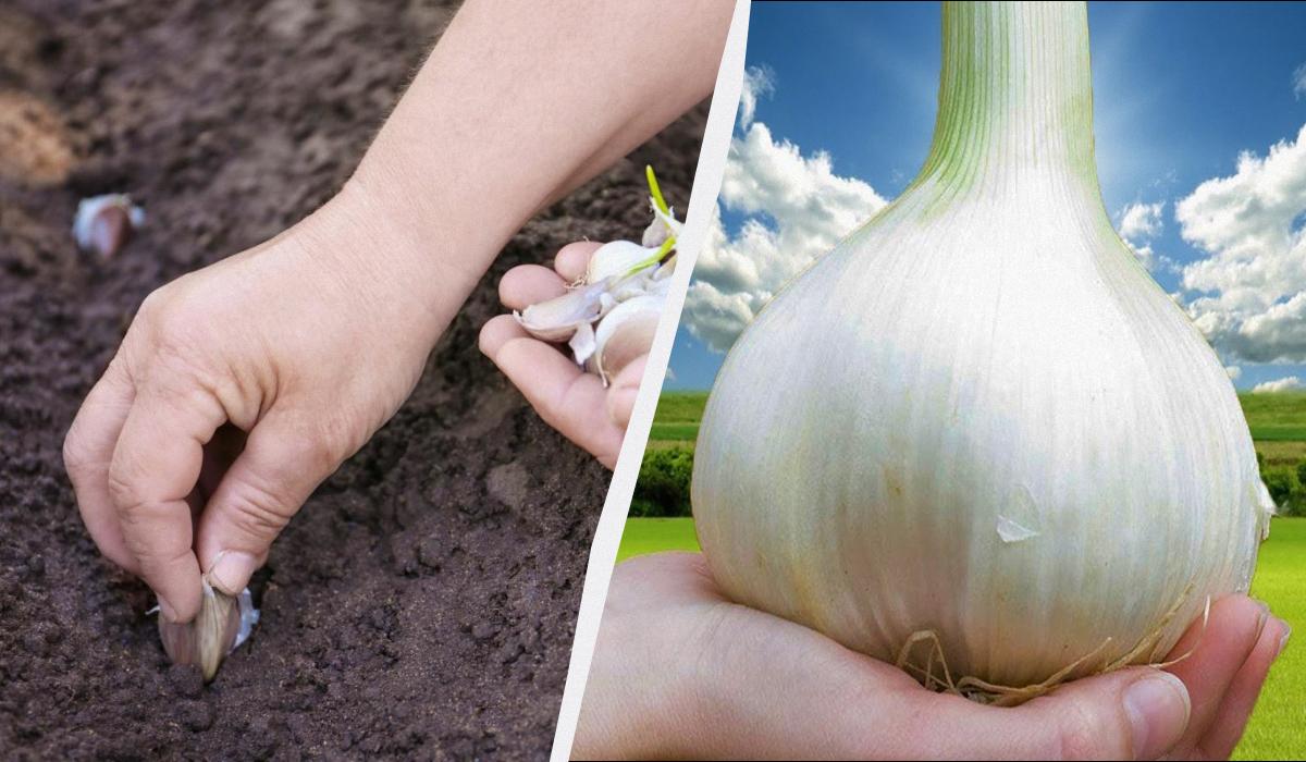 У ямку з часником додаю ложку добрива: головки виростають розміром з кулак