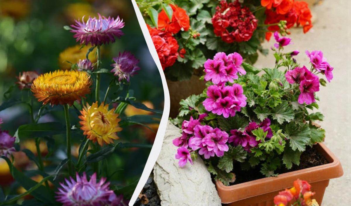  клумба в тіні: що посадити