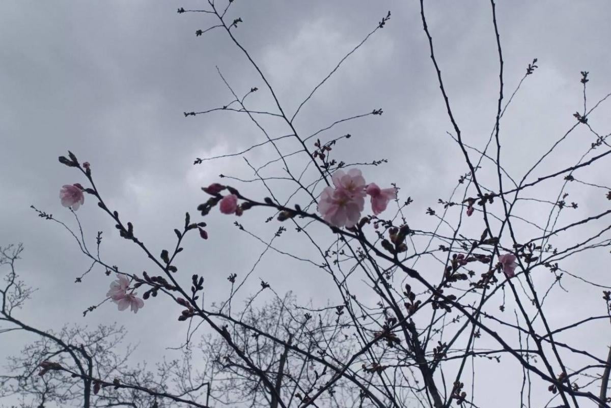 У Києві почався сезон цвітіння сакур та магнолій: де їх можна побачити