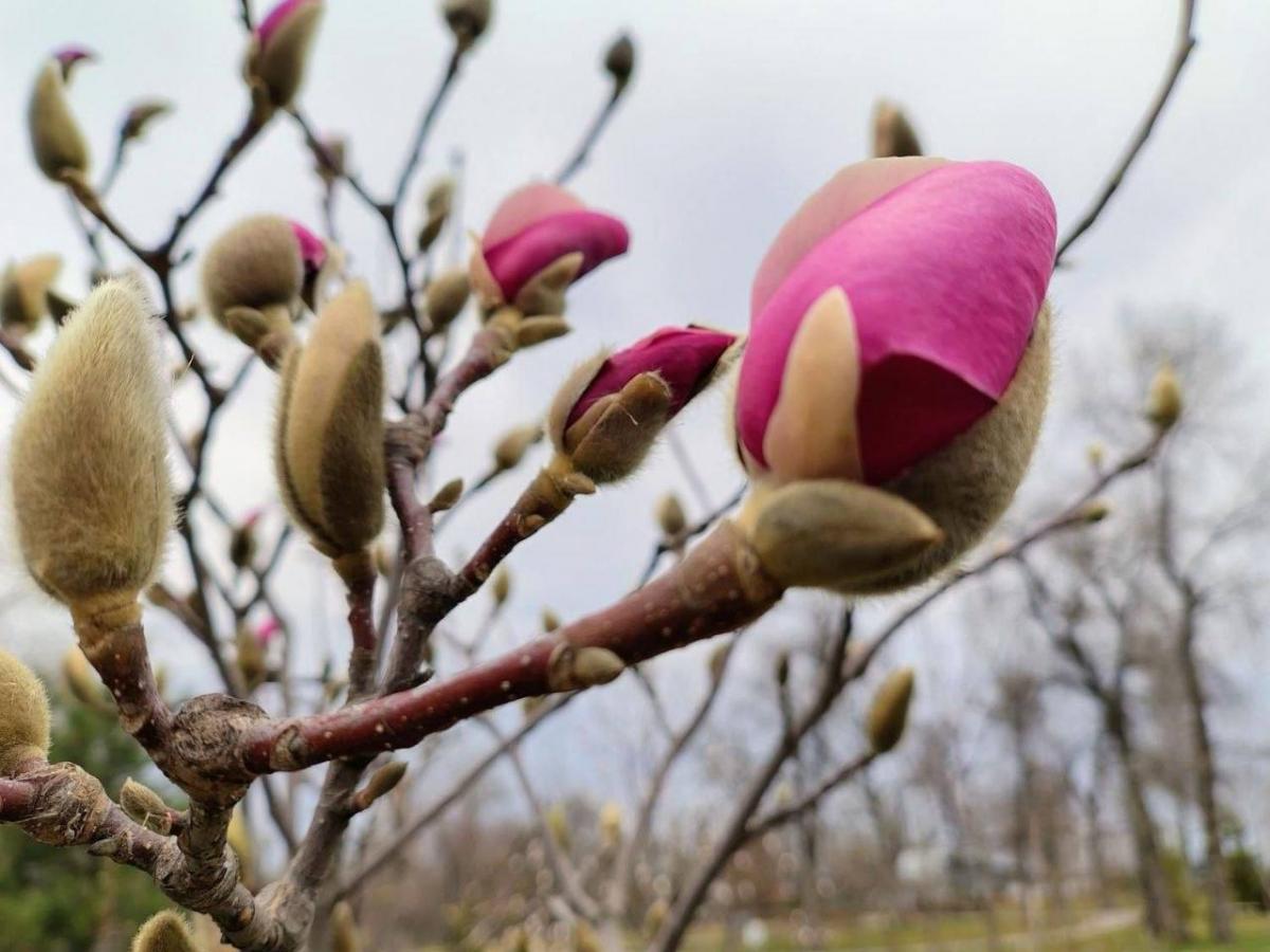 У Києві почався сезон цвітіння сакур та магнолій: де їх можна побачити