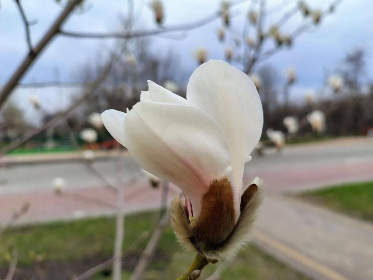 У Києві почався сезон цвітіння сакур та магнолій: де їх можна побачити