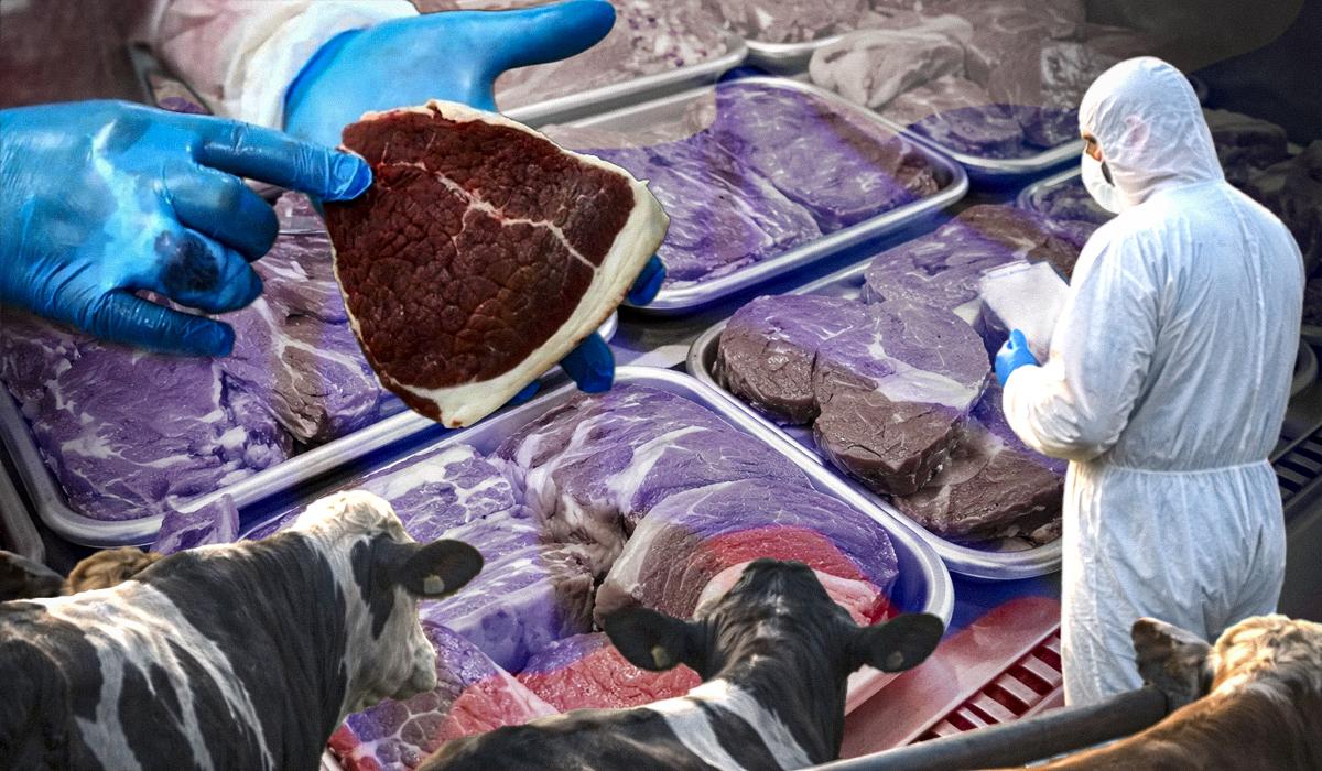 Ящур на экспорт: Россия уничтожает скот и одновременно продаёт зараженное мясо миру