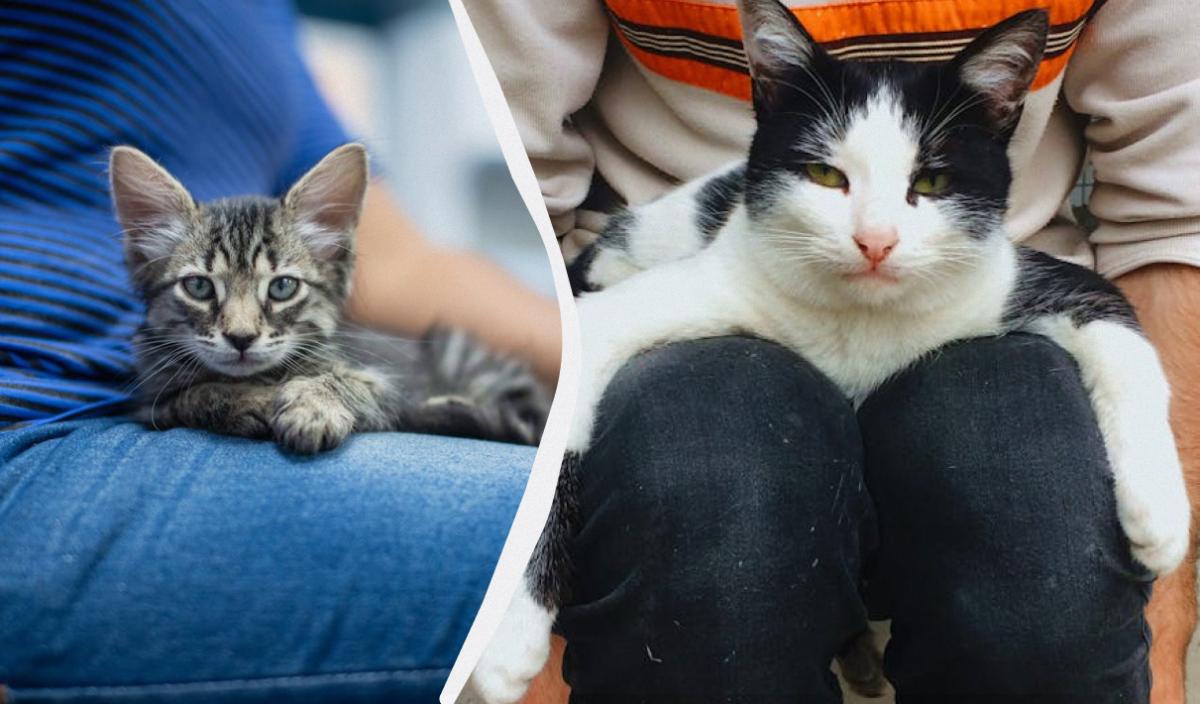 Что значит, если кошка лежит на тебе