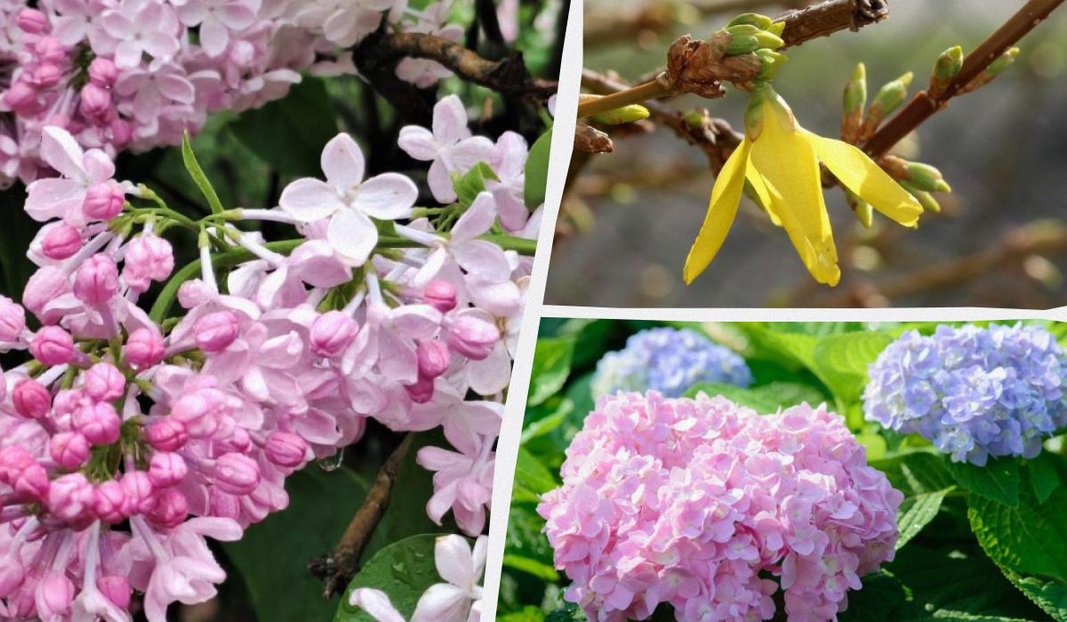 Можуть не зацвісти: садівники назвали 12 рослин, які не можна обрізати навесні