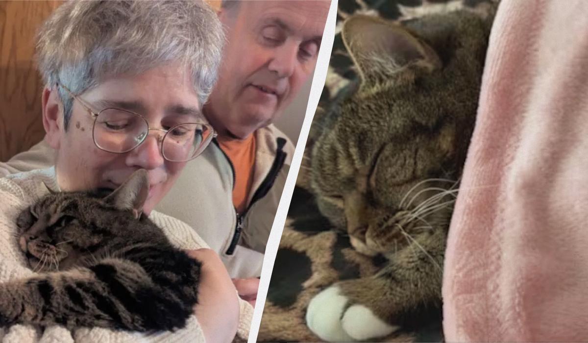 Кот вернулся домой спустя 4 года после сложного спасения