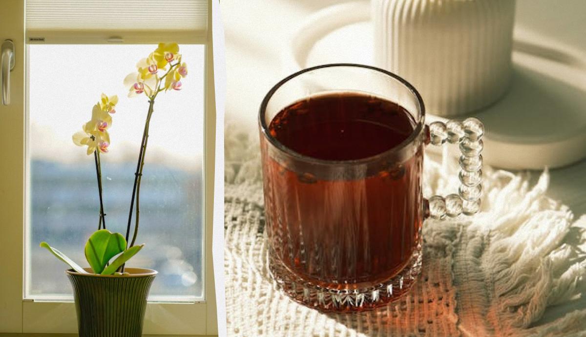 чем полить орхидею, чтобы зацвела