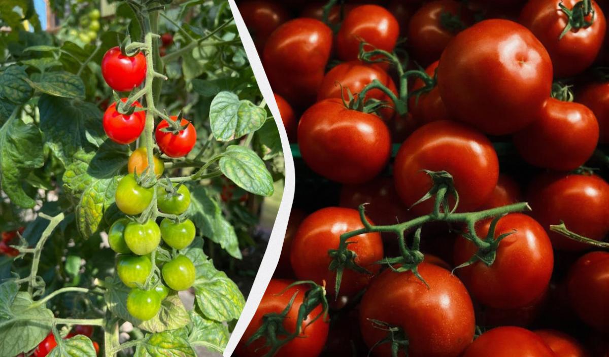 что посадить рядом с помидорами в открытом грунте