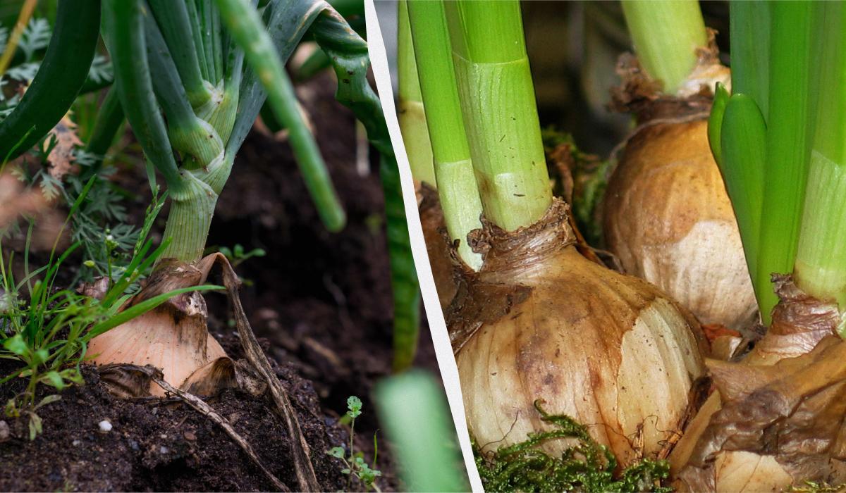 як садити цибулю на головку