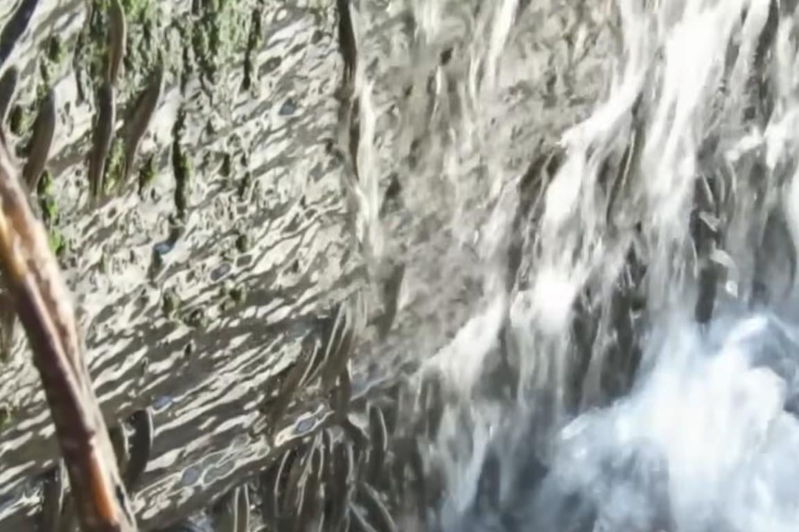 Учёные впервые сняли на видео уникальных рыб, которые ползут вверх по 15-метровому водопаду