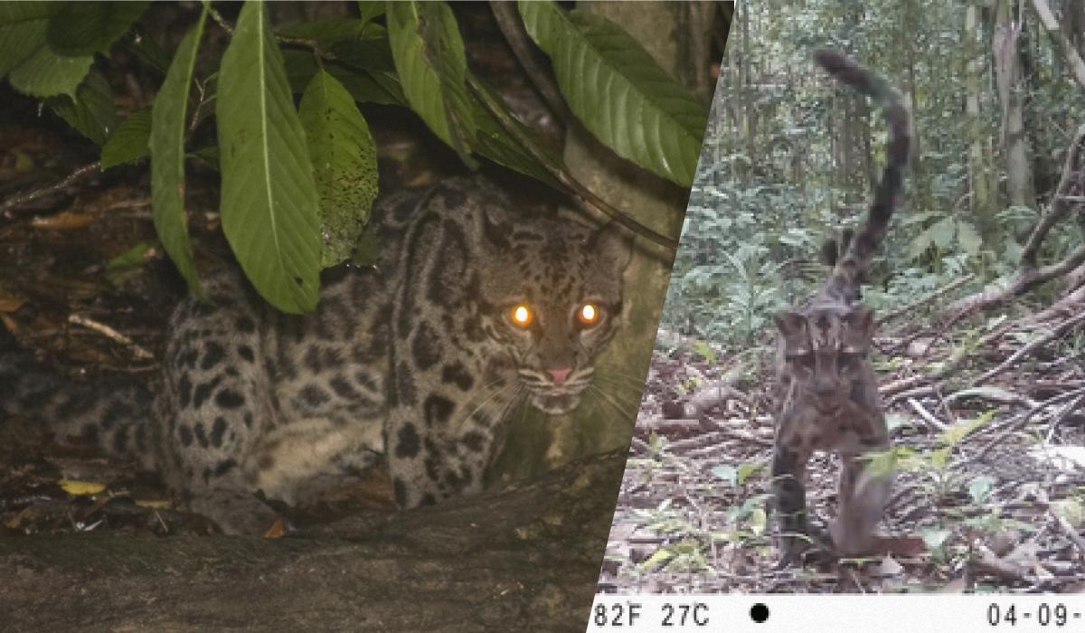 Камера 'поймала' мать и детенышей леопардов на Борнео: это первые в мире снимки