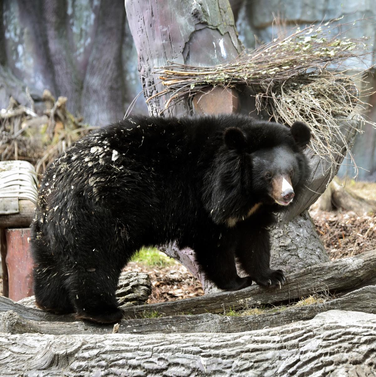 У Київському зоопарку прокинулися уссурійські білогруді ведмеді (фото)