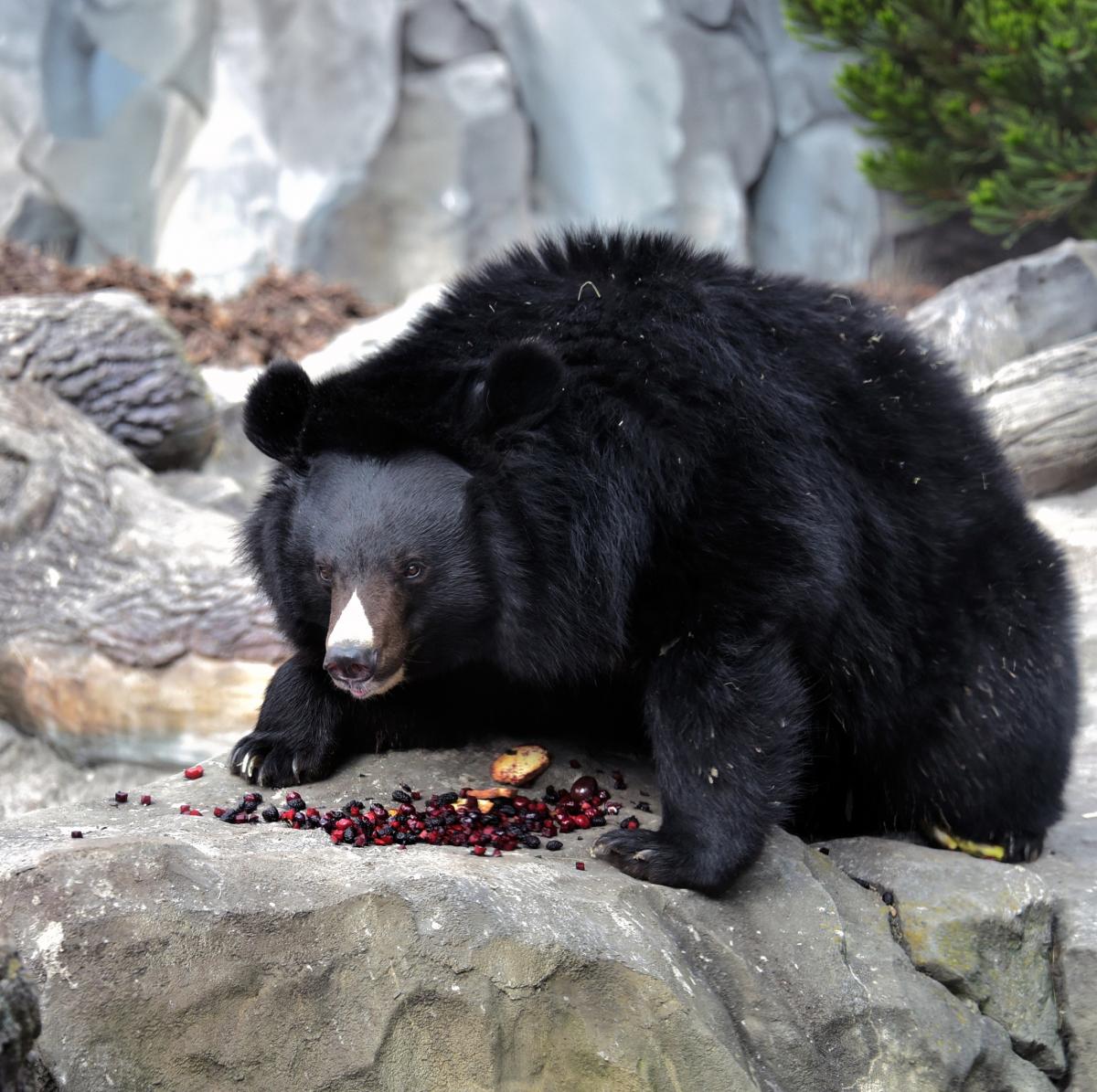 У Київському зоопарку прокинулися уссурійські білогруді ведмеді (фото)