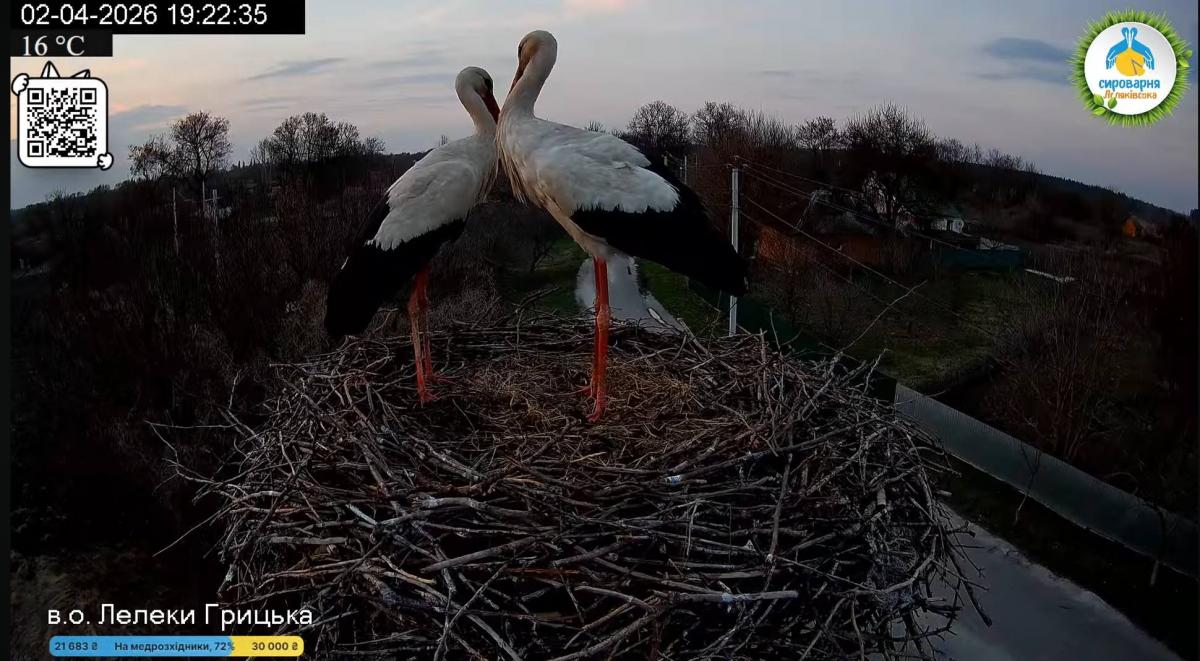 Дождался 'второй половинки': в гнезде знаменитых Одарки и Грицька появилась пара аистов