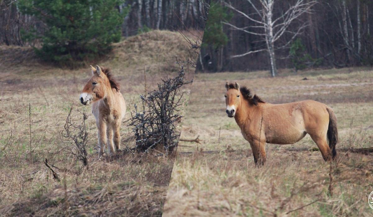 Жеребець пильнує: у районі Чорнобиля помітили сімейство рідкісних коней
