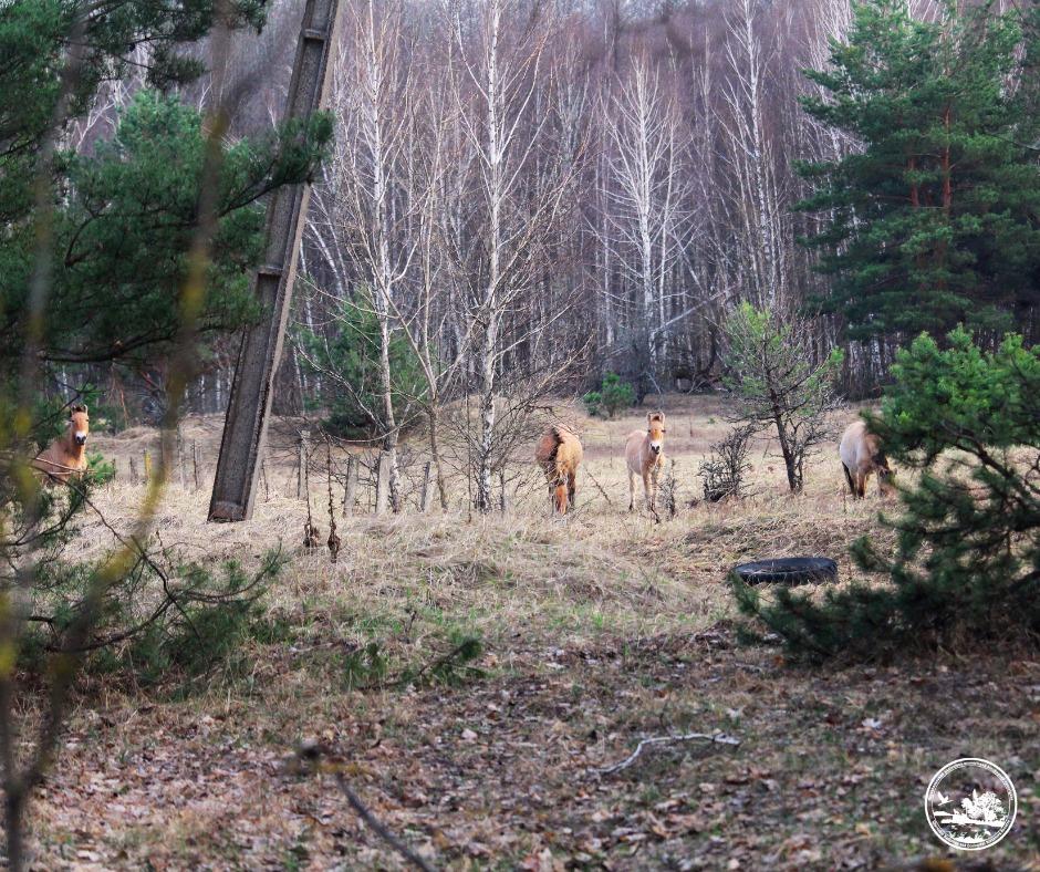 Жеребец на страже: в районе Чернобыля заметили стадо редких лошадей