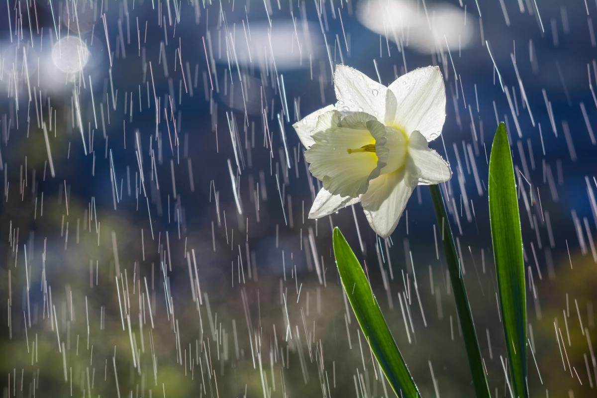 Синоптик рассказал о дождях, ветре и похолодании в Украине: где ухудшится погода Синоптик рассказал о дождях, ветре и похолодании в Украине: где ухудшится погода