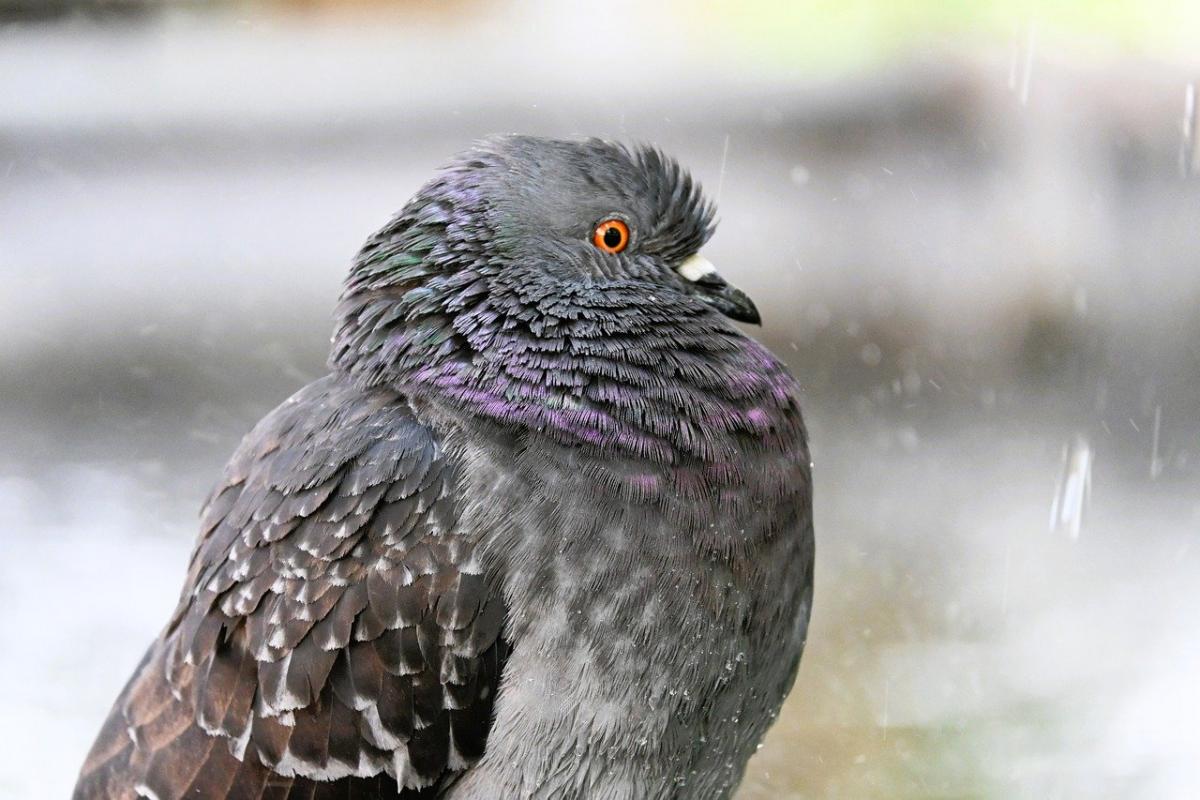 6 квітня в Києві буде останній теплий день перед різким похолоданням