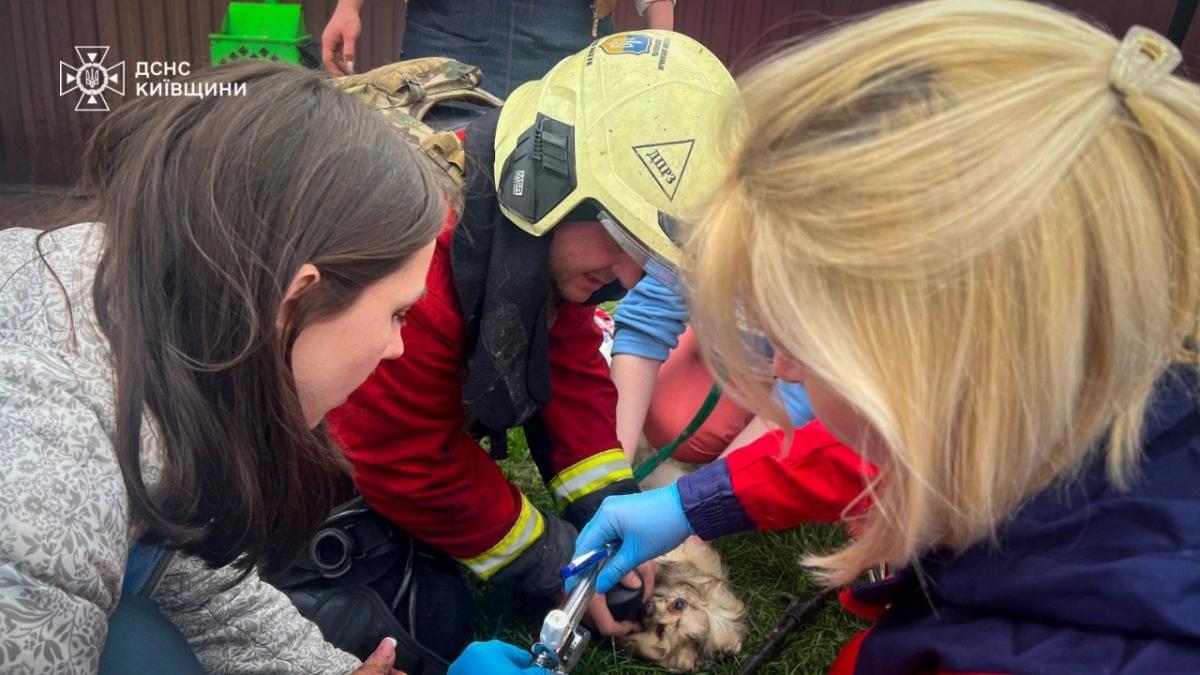 В Киевской области российский дрон попал в ветеринарную клинику: погибли животные