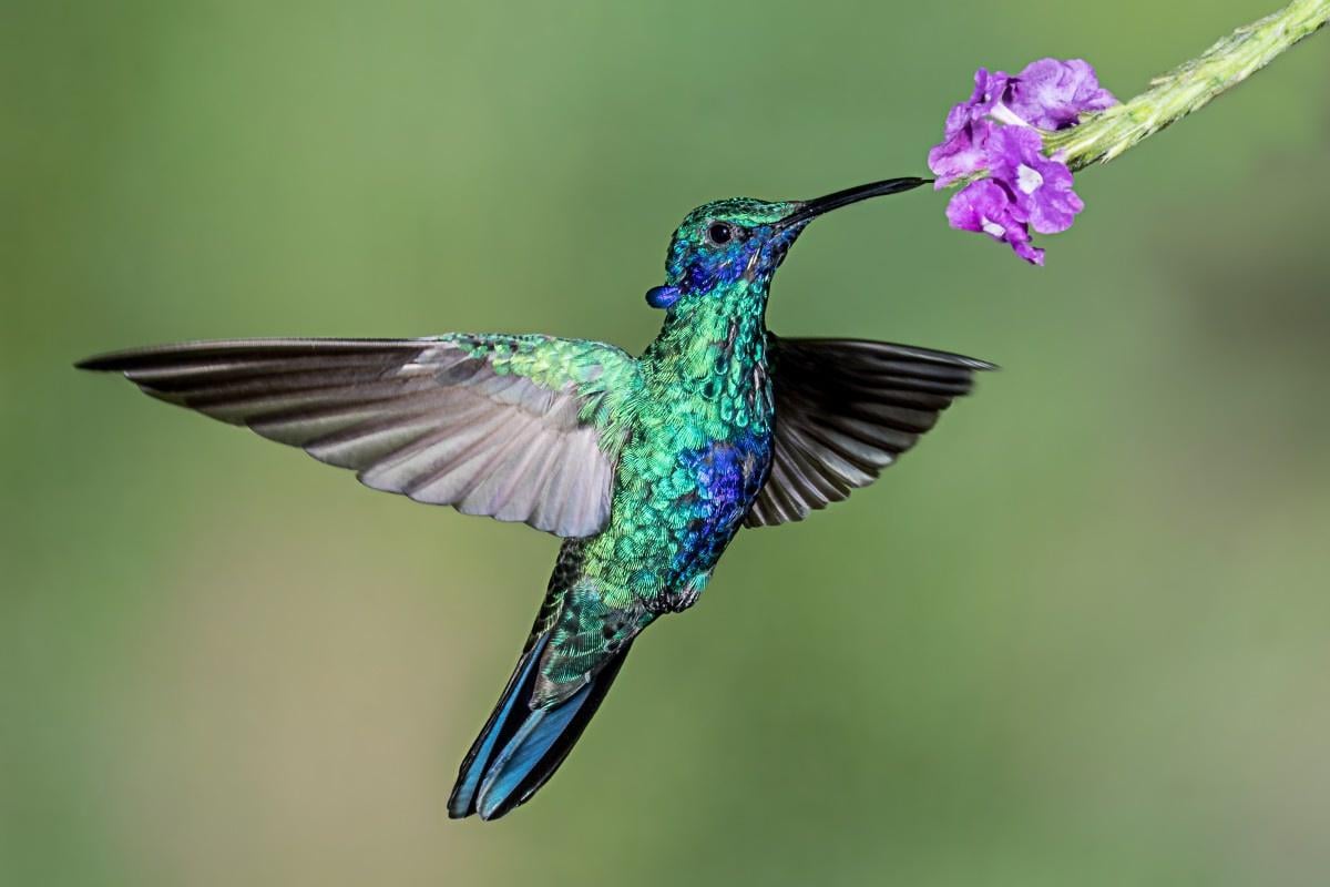 Колибри оказались заядлыми алкоголиками, но это им не мешает, – ученые Колибри оказались заядлыми алкоголиками, но это им не мешает, – ученые