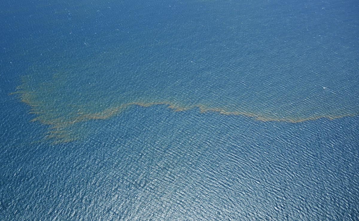 У глибинах Коралового моря знайшли сотні невідомих науці істот: що вони приховують