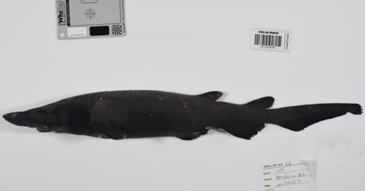 В глубинах Кораллового моря обнаружили сотни неизвестных науке существ: что они скрывают В глубинах Кораллового моря обнаружили сотни неизвестных науке существ: что они скрывают