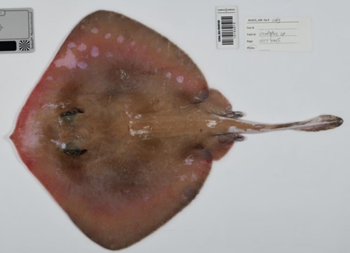 В глубинах Кораллового моря обнаружили сотни неизвестных науке существ: что они скрывают В глубинах Кораллового моря обнаружили сотни неизвестных науке существ: что они скрывают