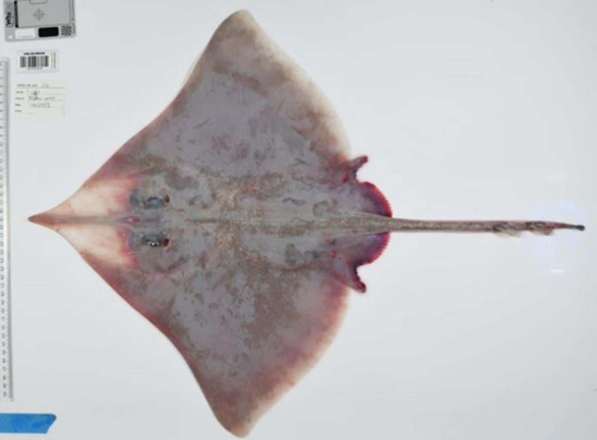 В глубинах Кораллового моря обнаружили сотни неизвестных науке существ: что они скрывают В глубинах Кораллового моря обнаружили сотни неизвестных науке существ: что они скрывают