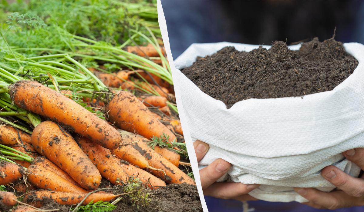 Одна добавка – і морква буде як у магазині: недорогі добрива для гарного врожаю
