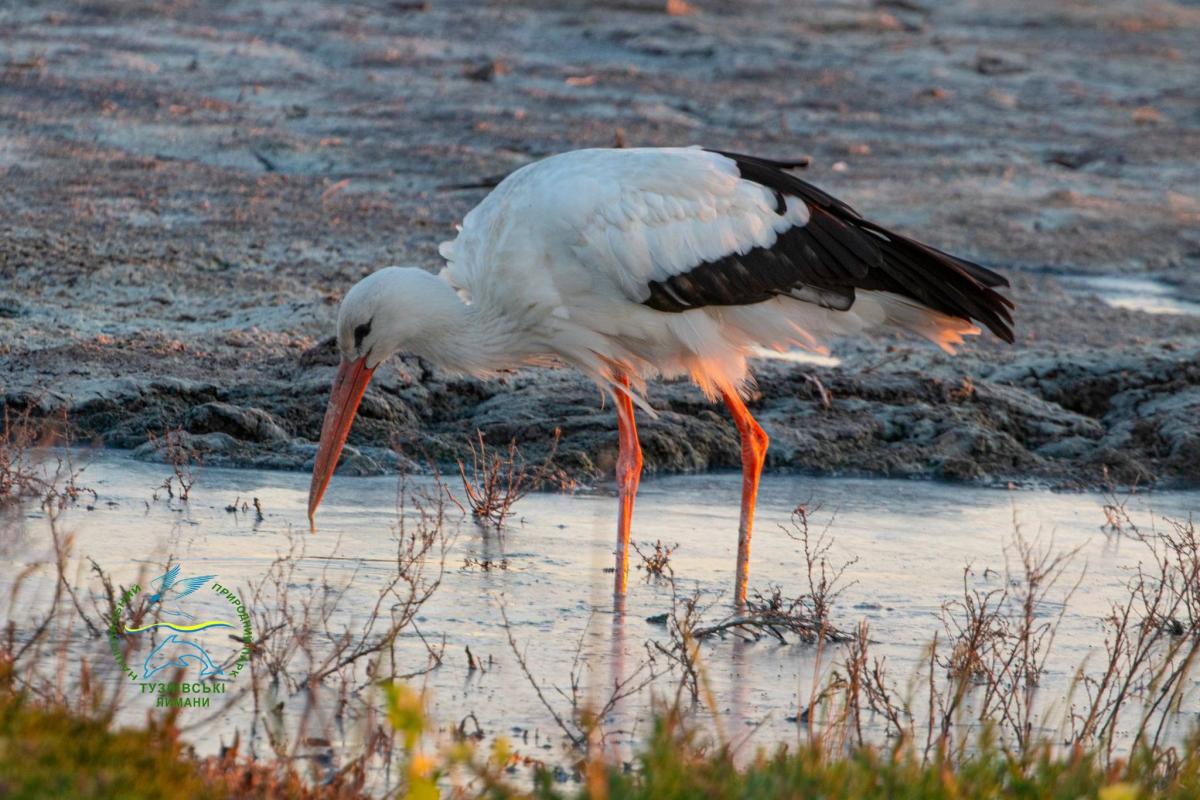 На півдні Одещини зупинилося майже 2 тис. лелек: науковець пояснив, що сталося