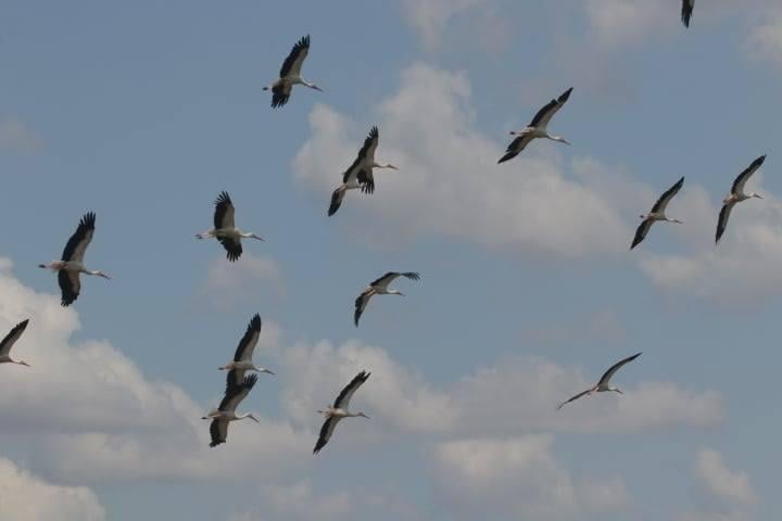 На юге Одесской области остановилось почти 2 тыс. аистов: ученый объяснил, что произошло