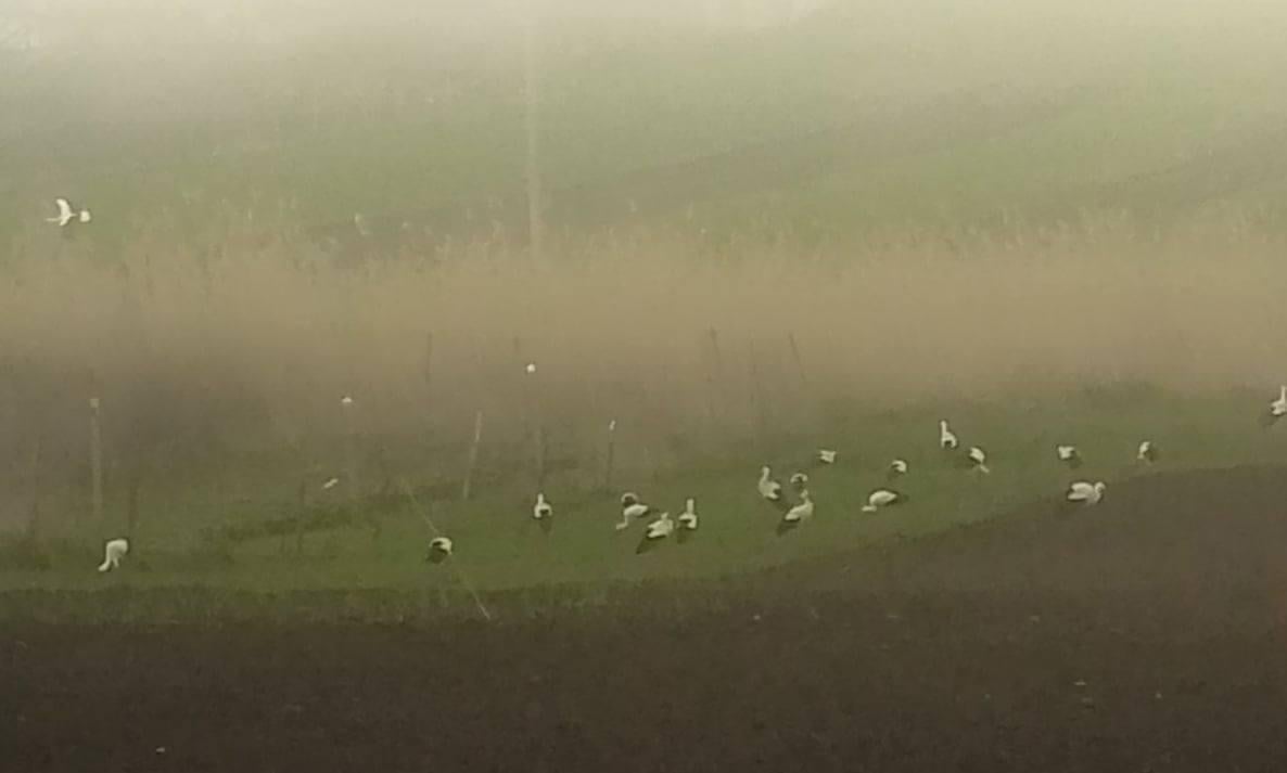 На юге Одесской области остановилось почти 2 тыс. аистов: ученый объяснил, что произошло