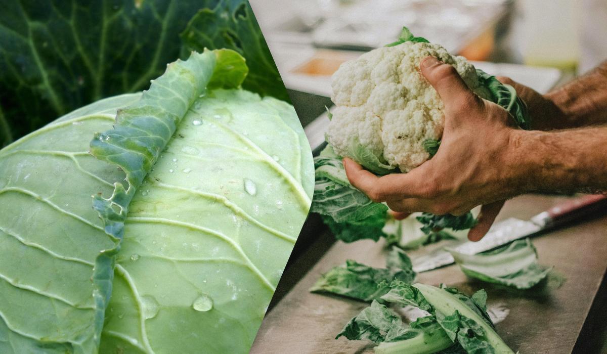 Звичайна капуста проти цвітної: експерти порівняли два овочі та назвали їхні переваги Звичайна капуста проти цвітної: експерти порівняли два овочі та назвали їхні переваги
