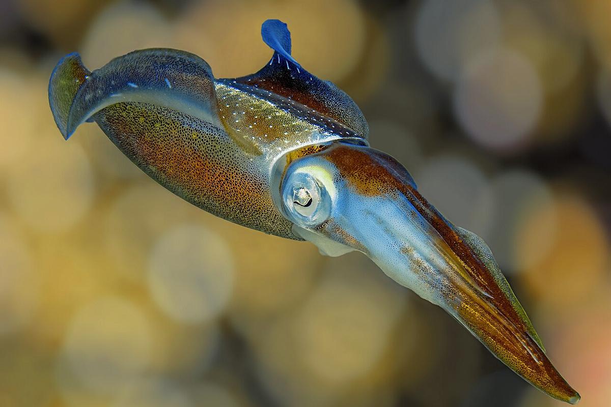 Загадковий ровесник динозаврів дожив до наших днів: вчені нарешті зрозуміли, як це сталося