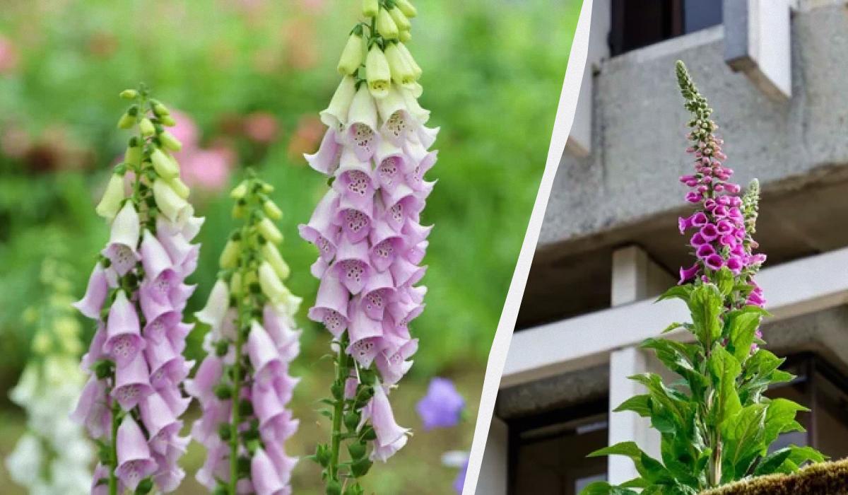 Красива садова квітка – одна з найотрутніших у світі, але вона назавжди змінила медицину