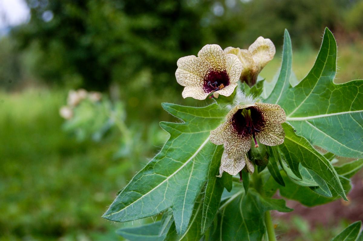Що означає блекоти об’ївся