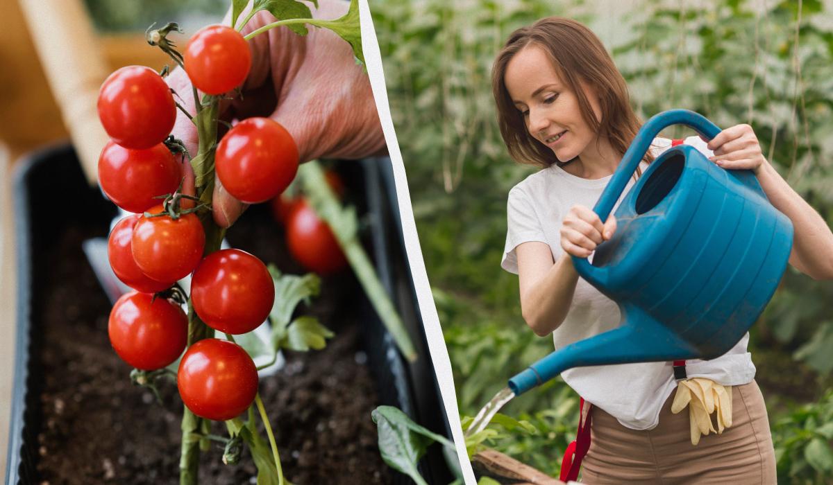 как часто надо поливать рассаду помидор
