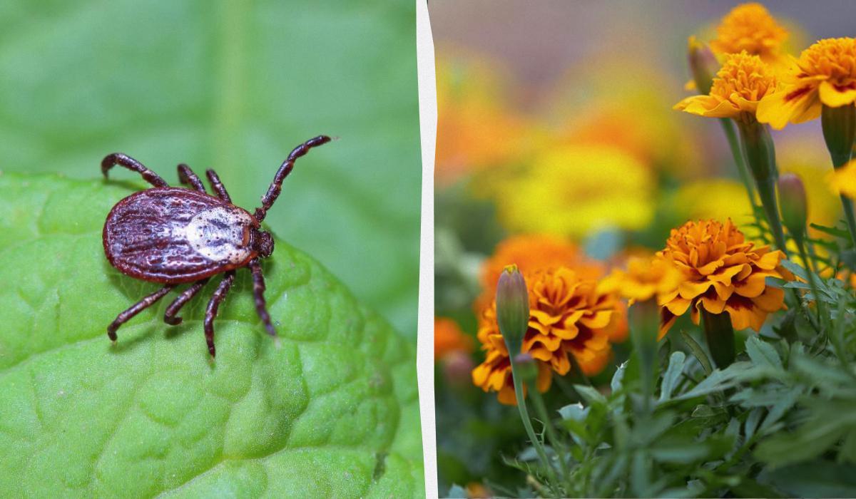 Клещи убегут из вашего сада, если посадить эти цветы