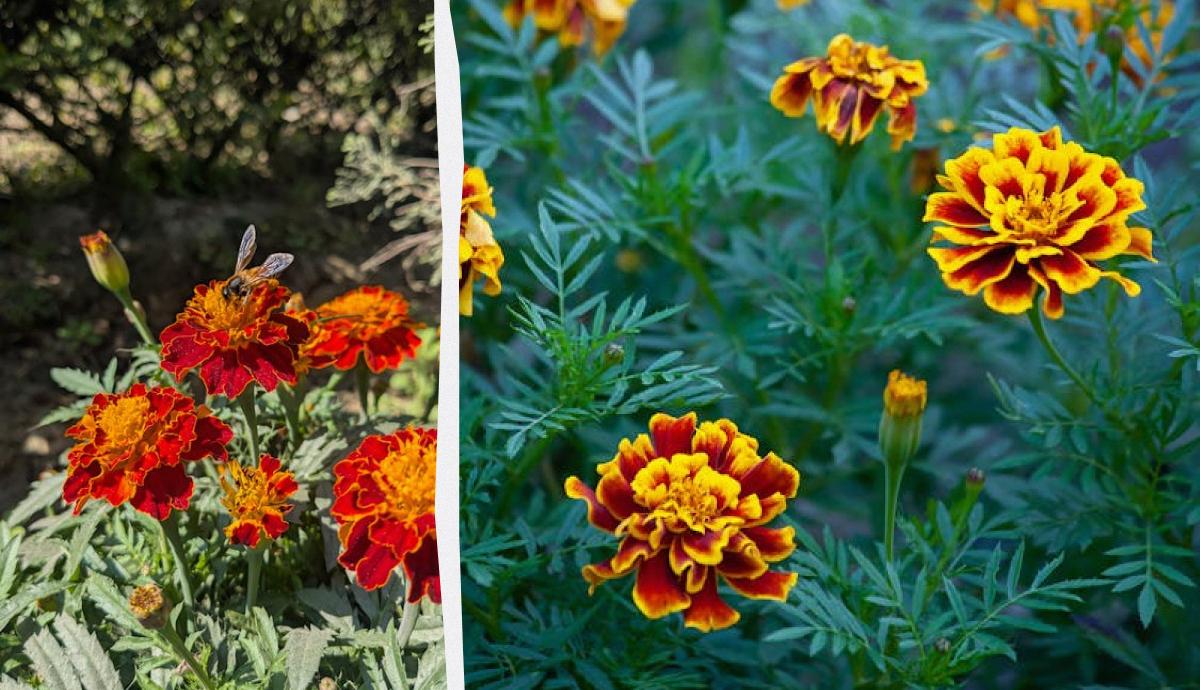 коли висівати чорнобривці у відкритий ґрунт