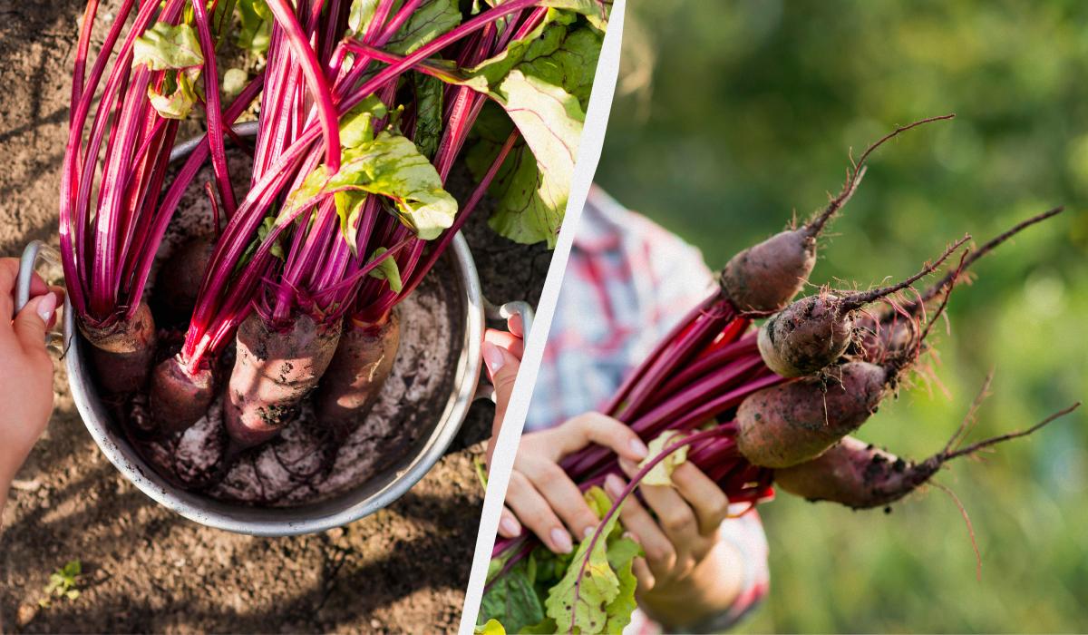 коли садити буряк навесні коли садити буряк навесні