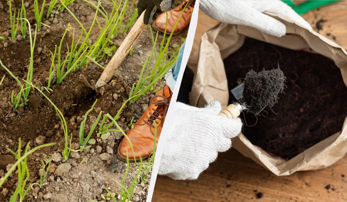 Що насипати в лунки під час посадки цибулі
