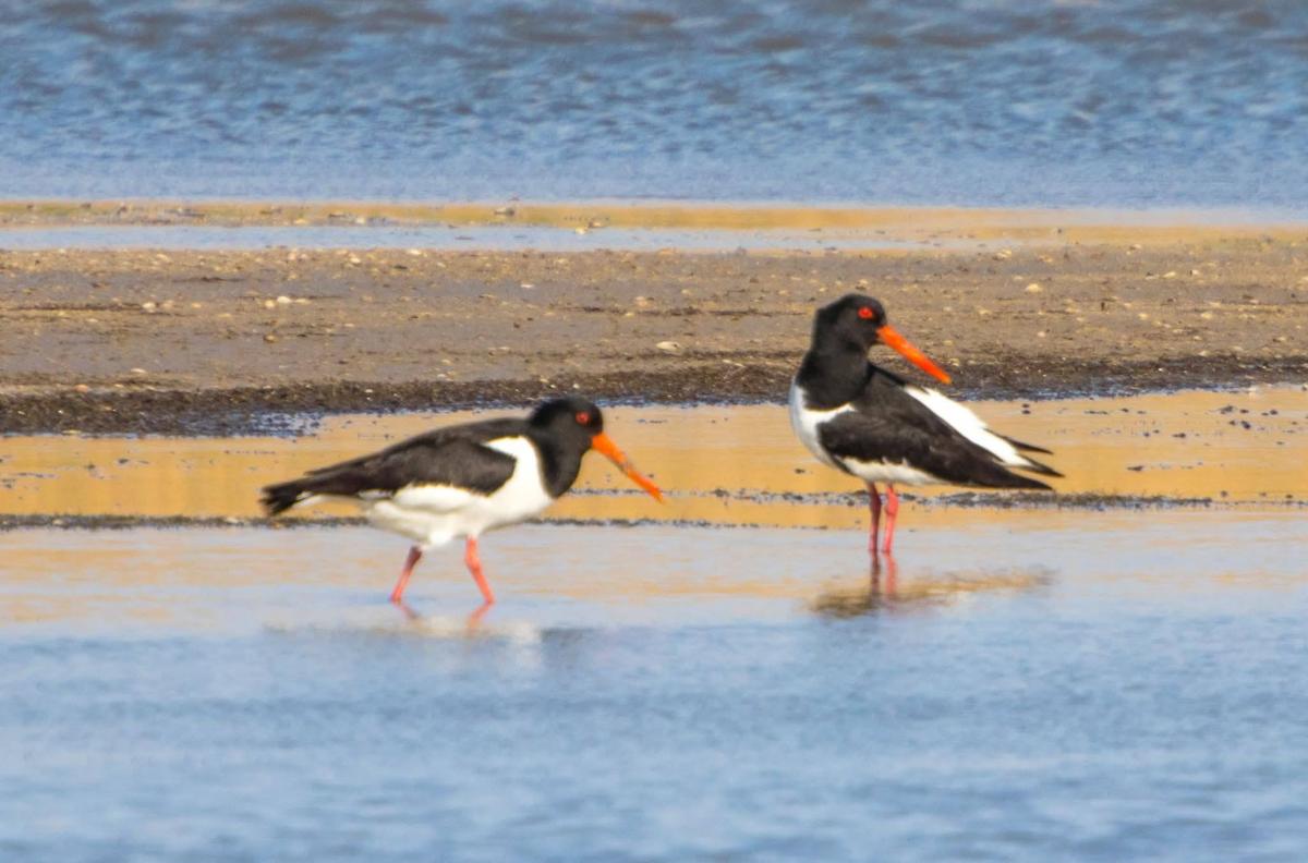 На узбережжі Одещини виявили сотні рідкісних птахів: що про них відомо