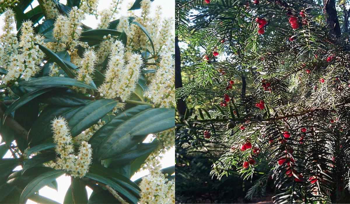 Які багаторічні квіти можна посадити на кладовищі