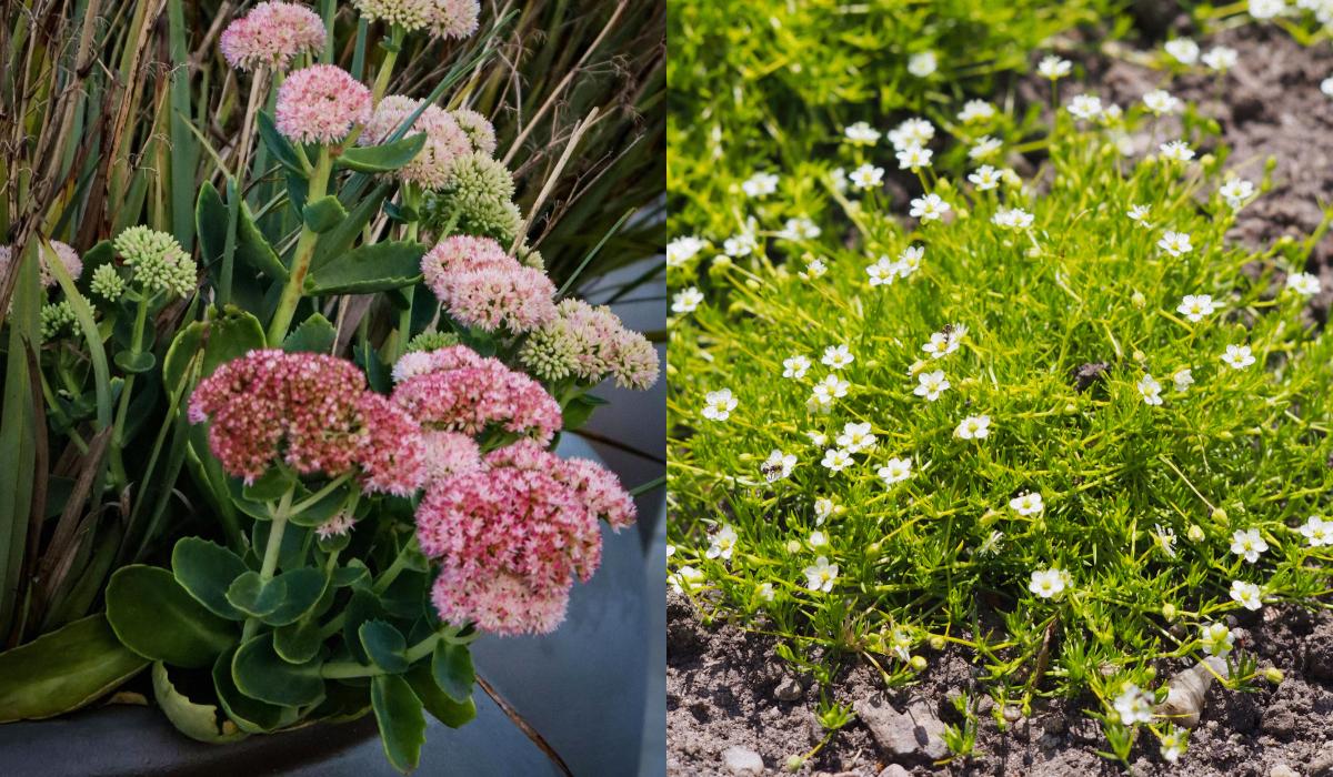 Які багаторічні квіти можна посадити на кладовищі