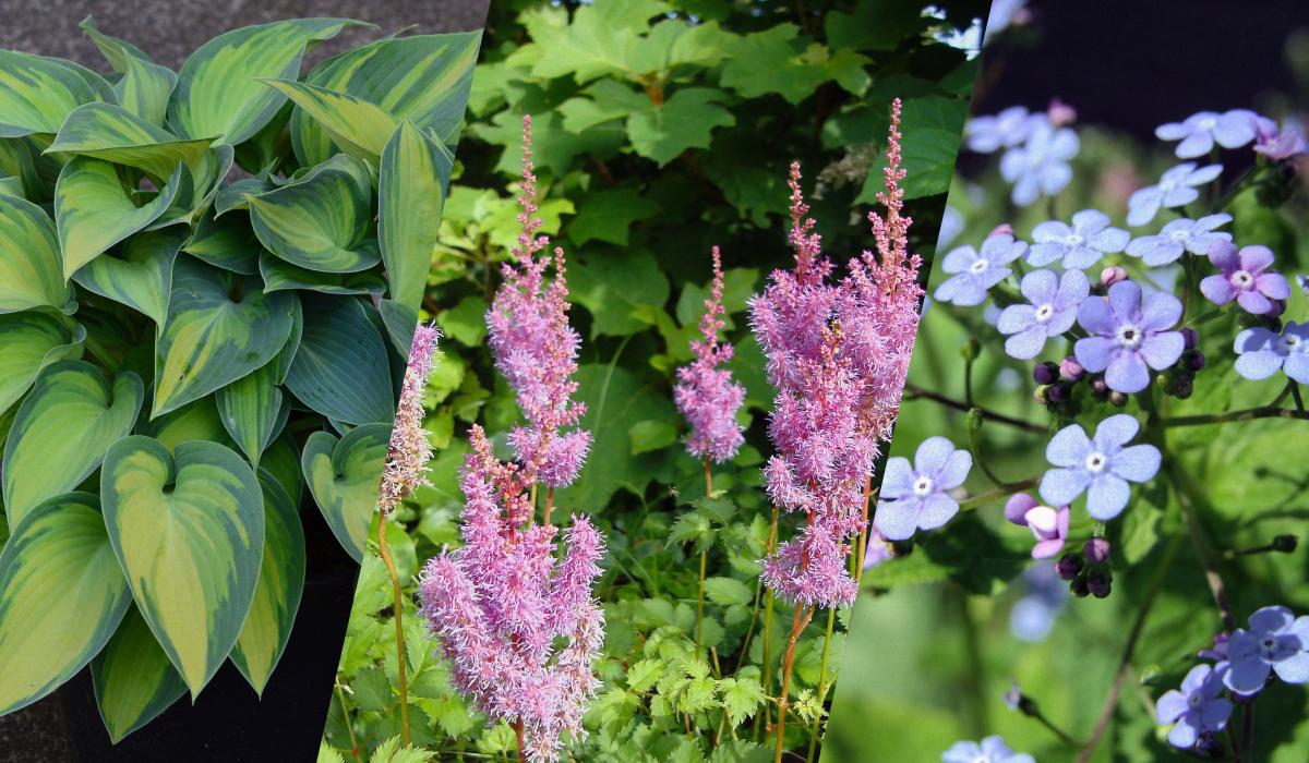 Які багаторічні квіти можна посадити на кладовищі