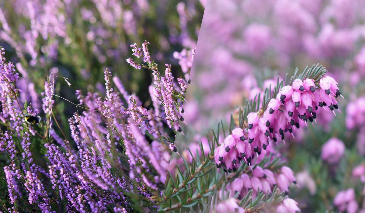 Які багаторічні квіти можна посадити на кладовищі