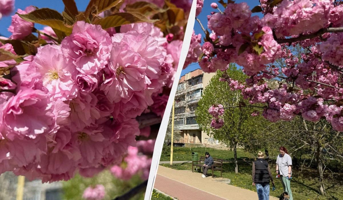 Приближается пик 'розовой весны': в Ужгороде начали массово цвести сакуры (фото) Приближается пик 'розовой весны': в Ужгороде начали массово цвести сакуры (фото)