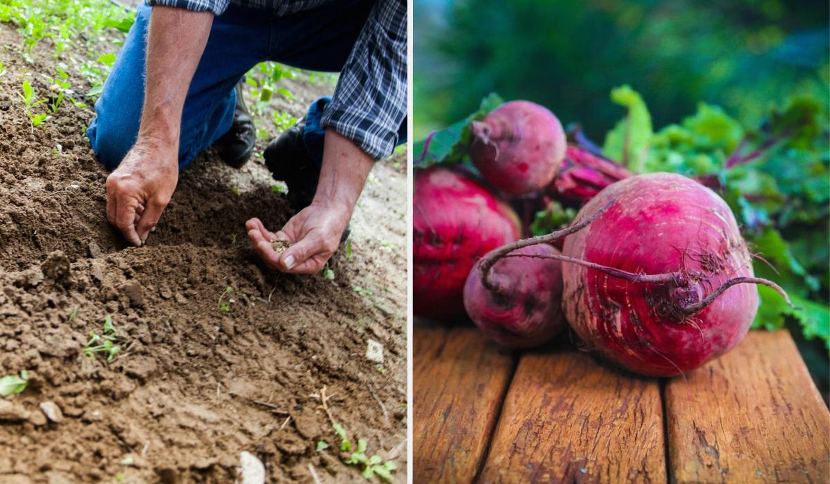 Що потрібно насипати в лунки під час посадки буряка Що потрібно насипати в лунки під час посадки буряка