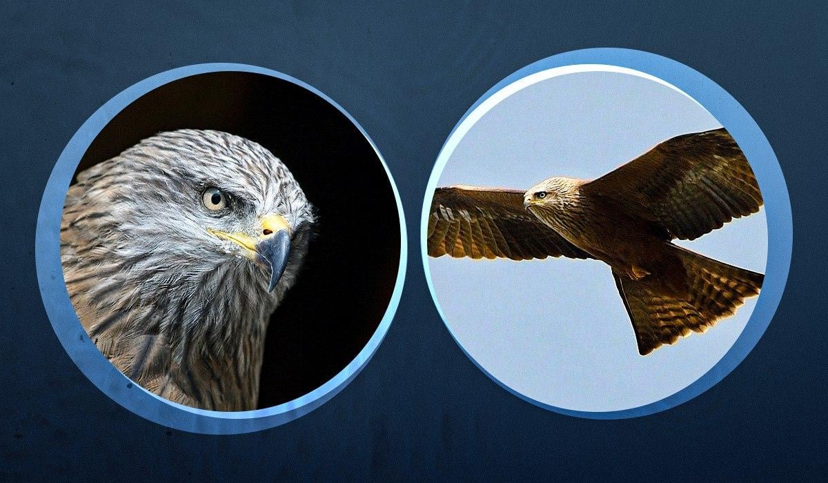 Він живе біля води, збирає сміття і краде курчат: орнітологи розповіли про рідкісного птаха