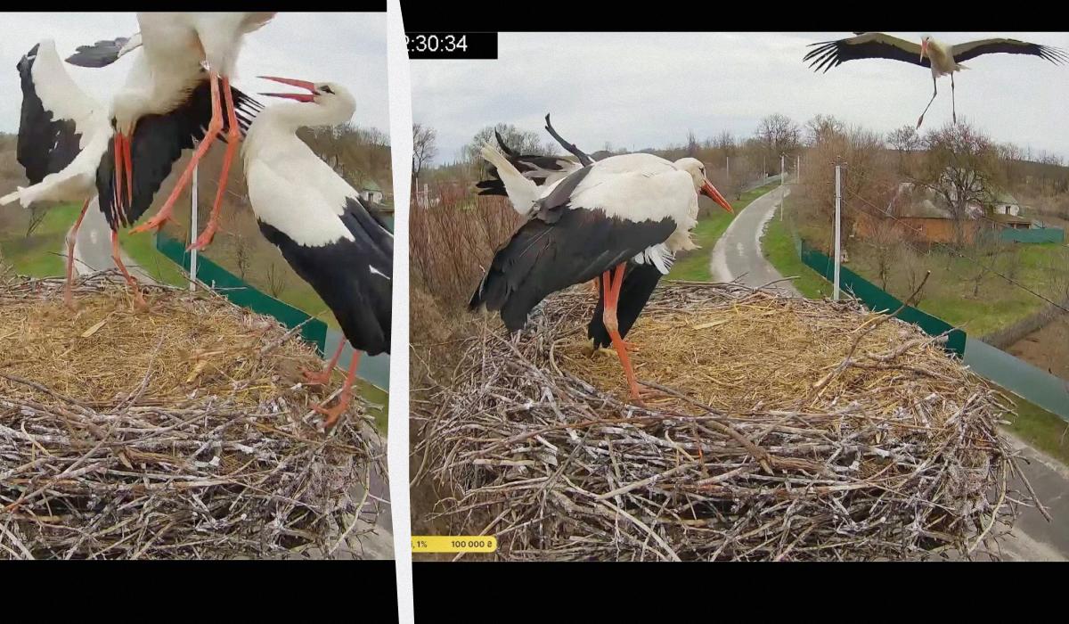 Ссора из-за дома: звездные Одарка и Грицик вернулись домой и выгнали соперников из гнезда Ссора из-за дома: звездные Одарка и Грицик вернулись домой и выгнали соперников из гнезда
